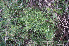 Oldenlandia corymbosa